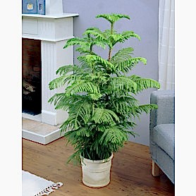 Araucaria Heterophylla Salon Cami 3lu C-SAK194