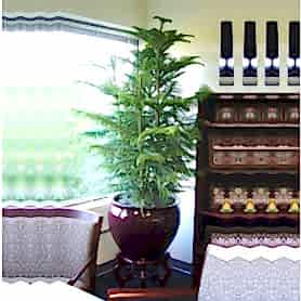 Araucaria Norfolk 3lü Salon Camı C-SAK191
