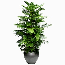 Araucaria Norfolk 2li Salon Camı C-SAK192