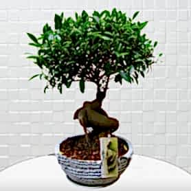 Beyaz Saksı Ficus Bonsai