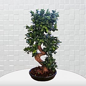 Büyük Boy Carmona Bonsai Agaç