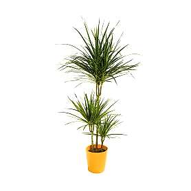 3'lü Dracaena Margin Saksı Çiçeği C-SAK173