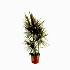 Drachenbaum Bicolor 3lu Saksı Çiçeği C-SAK181