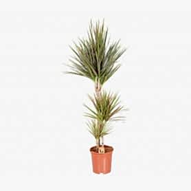 Dracaena Marg Saksı Çiçeği C-SAK174