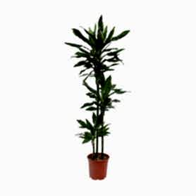 Drachenbaum Janet 3lu Saksı Çiçeği