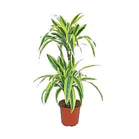 Drachenbaum Lime Drac Saksı Çiçeği C-SAK183