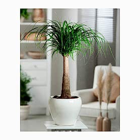 Nolina Beaucarnea Saksi Çiçegi C-SAK176