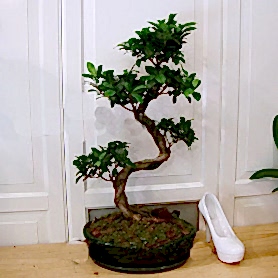 Ginseng Bonsai Ağacı