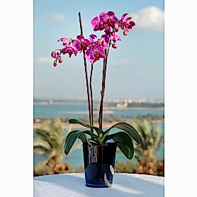 İkili Pembe Orkide C-OR151