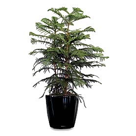 Norfolk Salon Cami Araucaria 3lü C-SAK193