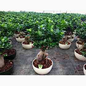 Ginseng Bonsai Ortaboy 