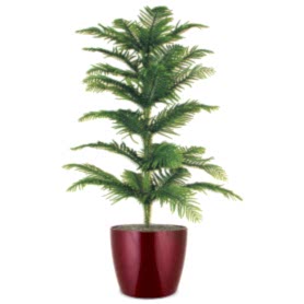 Araucaria Salon Çamı C-SAK188