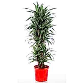 Yeşil Beyaz 5'li Dracena C-SAK147